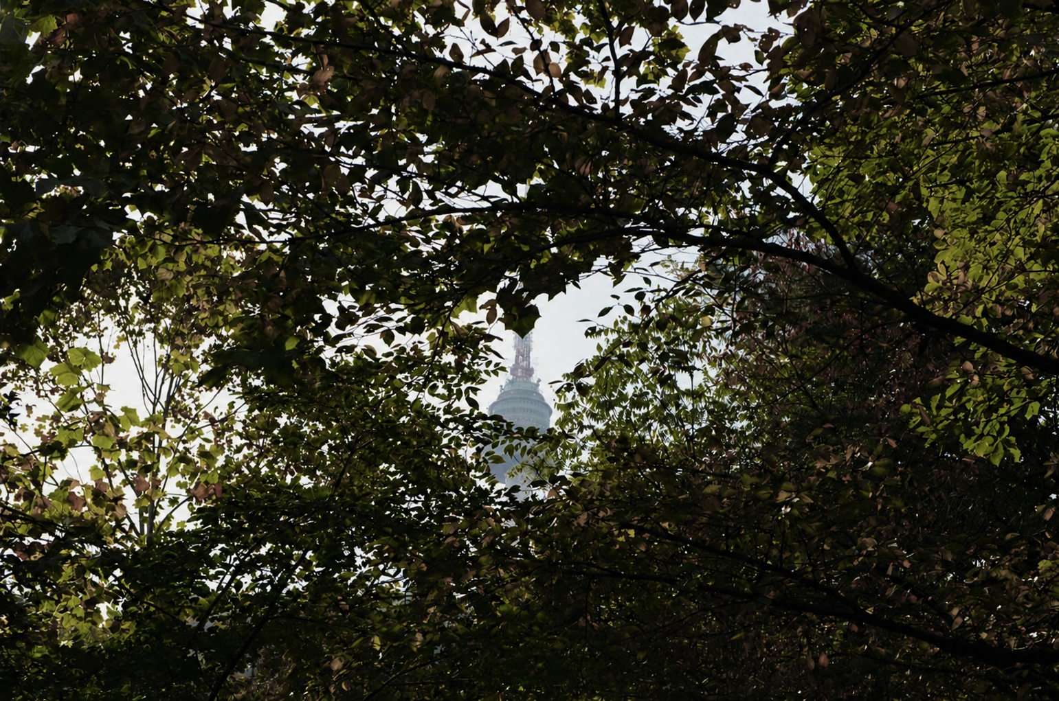 Namsan Tower seen through trees in Seoul.