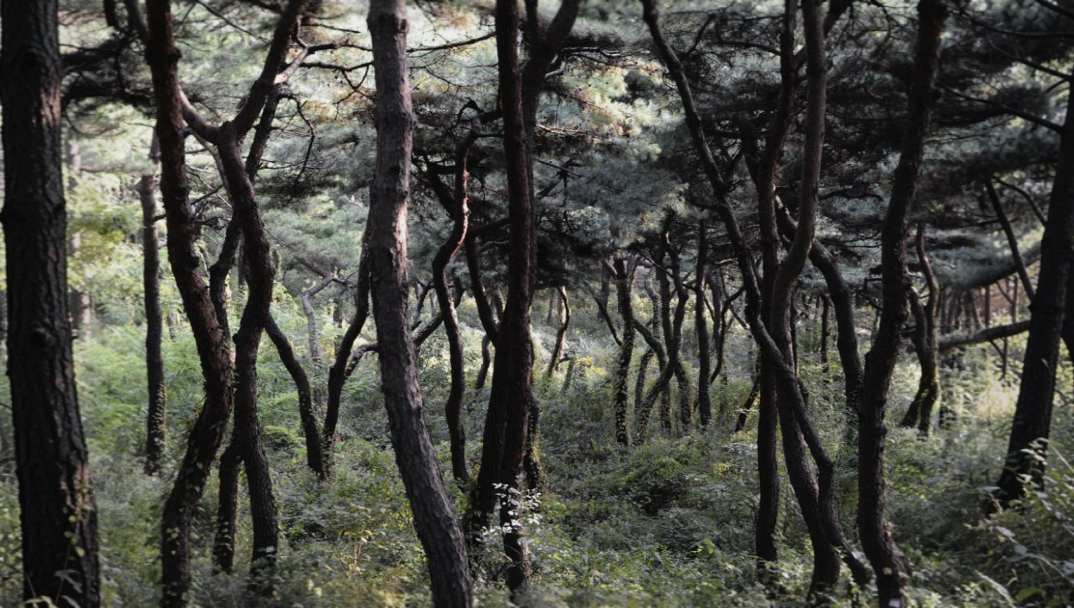 A quiet pine forest in Seoul.